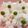 ☆コタロウママ☆'s cooksnap of when they made 色鮮やかなグリーンピースごはん.