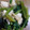 クック00Q0QZ☆'s cooksnap of when they made ほうれん草とお揚げの煮浸し.