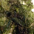 sei460407's cooksnap of when they made 大葉大量消費！パリパリチップス.