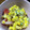 うつぼちゃん's cooksnap of when they made 茹で“とうもろこし”のキレイなむき方.