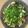 クックERHRQQ☆'s cooksnap of when they made プロ直伝！お家フレンチ！さわらのムニエル.