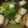 ヨシヨッシー's cooksnap of when they made 青梗菜と干し椎茸のスープ.
