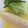 北のデビル。's cooksnap of when they made とうもろこし　甘〜い簡単茹で方 皮剥き方.