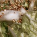れそそ's cooksnap of when they made 白菜サラダ わさマヨ味.