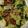 キャプテンモルガン君's cooksnap of when they made 鶏レバーの甘辛野菜炒め.
