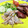 ☆★ケイト★☆'s cooksnap of when they made 食物繊維たっぷり牛蒡のツナマヨ胡麻サラダ.