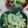 赤い電話's cooksnap of when they made ゴーヤにがうりのごま味噌マヨ和え♪.
