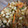 れもたろう's cooksnap of when they made 大豆の南蛮漬け.