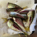 幸男nagano's cooksnap of when they made 鯵の下処理が早くて簡単！.