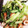 はるくん１'s cooksnap of when they made ちくわと小松菜のごまマヨ和え.
