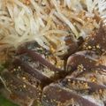 手抜きクック's cooksnap of when they made 鰹のたたき☆粒マスタードソース.