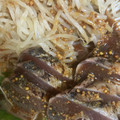 手抜きクック's cooksnap of when they made 鰹のたたき☆粒マスタードソース.