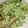 クック0IQ9LP☆'s cooksnap of when they made ごま好きが作る　きゅうりの梅おかか和え.