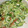 クック0IQ9LP☆'s cooksnap of when they made ごま好きが作る　きゅうりの梅おかか和え.