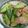 由芽15's cooksnap of when they made 青梗菜とベーコンの炒め.