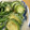 そばかす美人's cooksnap of when they made 下処理なし！そのまんまゴーヤの天ぷら♪.