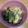 クック5JVRUQ☆'s cooksnap of when they made 作り置きや麺の具に山菜と油揚げのお浸し.
