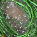 れもんじゅーす's cooksnap of when they made おばあちゃんの十六ささげの茹で方.