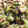 michu20's cooksnap of when they made こねり from大分 【超簡単です♪】.