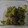 saotty's cooksnap of when they made ピーマン＆とろろ昆布のおひたし.