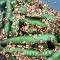 らてぼう's cooksnap of when they made いんげんのごまあえ.