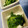 桃的美しき日々's cooksnap of when they made つるむらさきのからし和え.