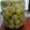クックkaorin☆'s cooksnap of when they made 梅酒２氷砂糖を使わない日本酒梅酒.