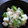 TYSK's cooksnap of when they made 長いもとオクラの和えもの＊わさび風味.