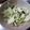 せいままま's cooksnap of when they made 簡単☆キャベツと塩昆布の即席漬け.