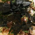 くむちん's cooksnap of when they made ★ちらし寿司.