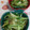 赤い電話's cooksnap of when they made みょうがときゅうりの簡単和え.