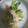 nexeko's cooksnap of when they made ささみ&ブロッコリーのマヨ炒め.