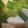 あゆたっくん's cooksnap of when they made 長ねぎと豆腐のお味噌汁.