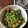 クック6LNIHM☆'s cooksnap of when they made 動画】冷凍むき枝豆とガーリックごま油炒め.