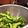 ロン子's cooksnap of when they made だだちゃ豆のおいしいゆで方・・・農家直伝.