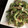 みにー2020's cooksnap of when they made 簡単副菜★苦くない！ゴーヤのツナマヨ炒め.