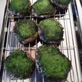 さなりこママ's cooksnap of when they made とれとれイワシのさんが焼き。.