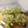 大魔女's cooksnap of when they made 冷たい・おかず♪カニカマで☆寒天寄せ☆.