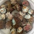 クックXQ70PK☆'s cooksnap of when they made サザエの茹で方.