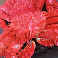 ライラックま's cooksnap of when they made 花咲ガニ！茹で蟹 茹で方・さばき方 ♪.