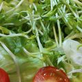 あゆたっくん's cooksnap of when they made ♡サニーレタスと豆苗のチョレギサラダ♡.