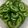 ORIHAM's cooksnap of when they made 常備菜◎ゴーヤの煮浸し.