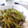 umi☆neco's cooksnap of when they made 常備菜に！甘長シシトウの簡単甘辛炒め.