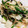 mint3mint3's cooksnap of when they made もやしとニラといかの炒め物.
