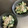 いけこにゃん's cooksnap of when they made きゅうりの柚子胡椒ツナマヨかけ.