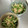 さえこねこ's cooksnap of when they made 簡単！旨い！２分で♪かいわれツナサラダ♪.