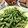 クックE662AA☆'s cooksnap of when they made レンジで簡単！旨味が凝縮おつまみ枝豆.