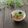 まろんかふぇ's cooksnap of when they made 簡単旨ウマ♪塩辛納豆☆.