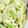 Satoco❋'s cooksnap of when they made 意外とおいしい!ピーマン天ぷら♪.