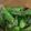 クックHDP0M2☆'s cooksnap of when they made 簡単！シシトウめんつゆ漬け.